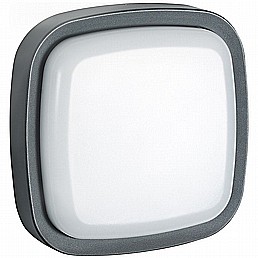 ���� ����� ����